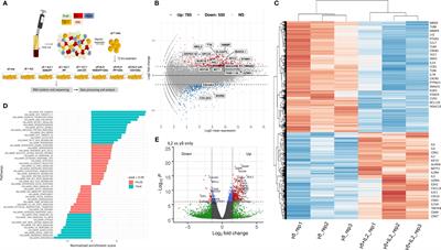 Transcriptome Signature of Vγ9Vδ2 T Cells Treated With Phosphoantigens and Notch Inhibitor Reveals Interplay Between TCR and Notch Signaling Pathways